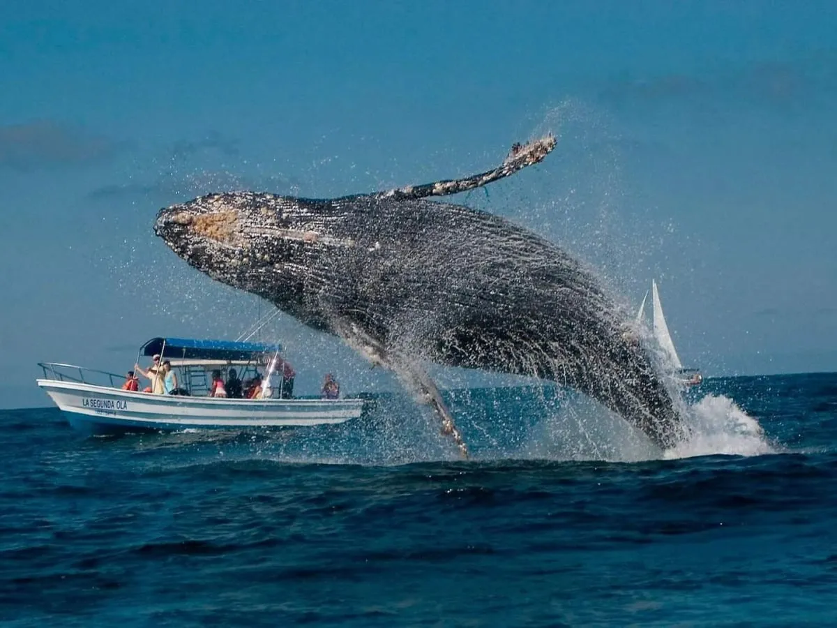 Samaná, Whales and waterfalls